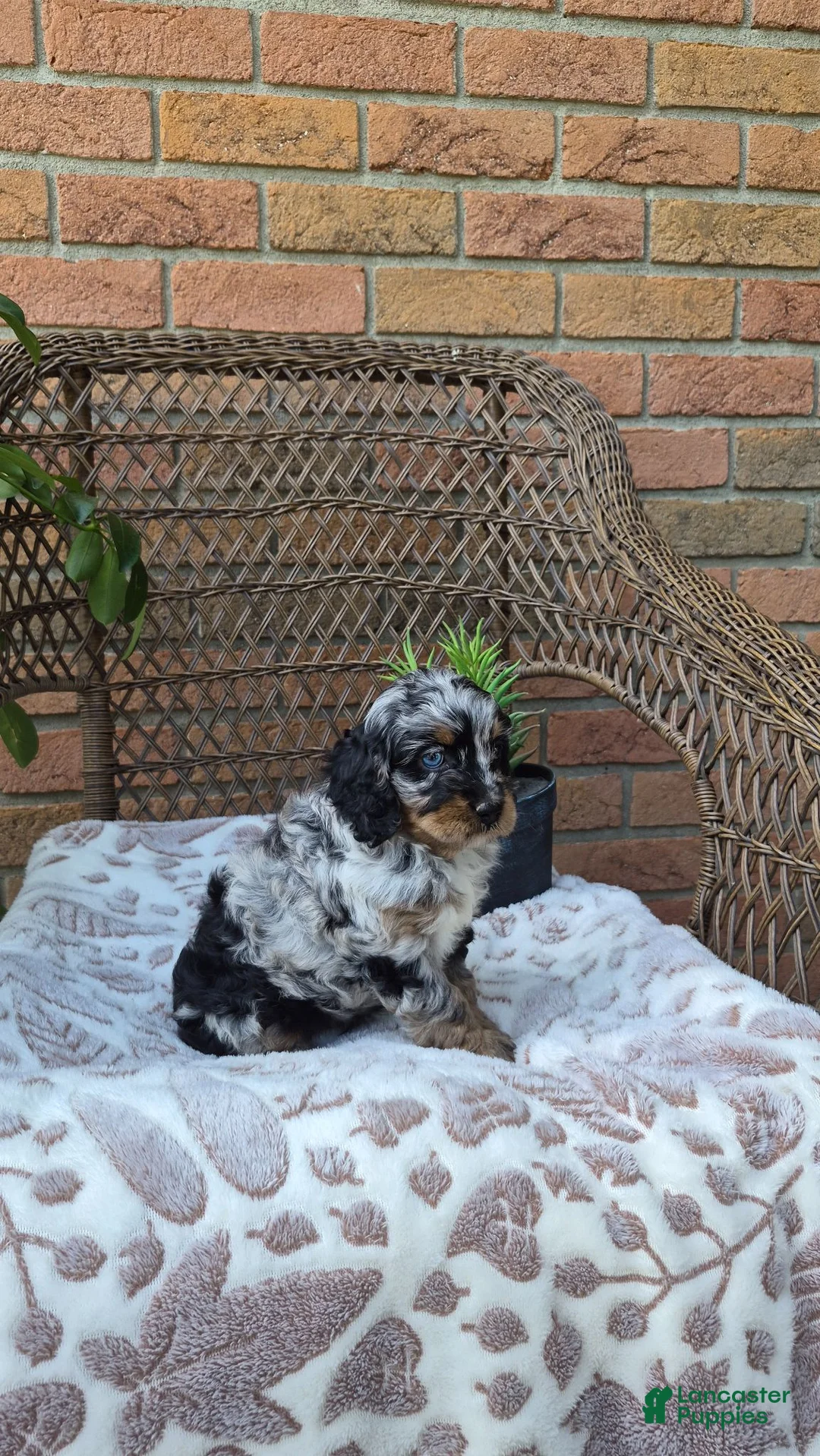Cockapoo dogs for sale: Ruby - Ad 9