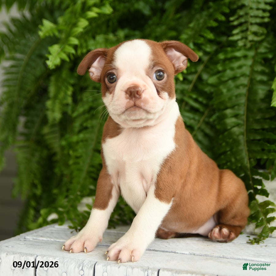 Boston Terrier dogs Hera - Ad 2