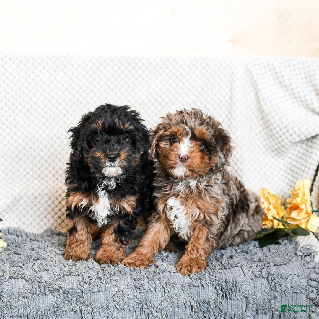Cavapoo dogs for sale: Ollie - Ad 3