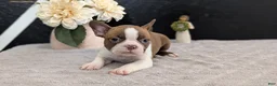 Boston Terrier dogs for sale: Max - Ad 5