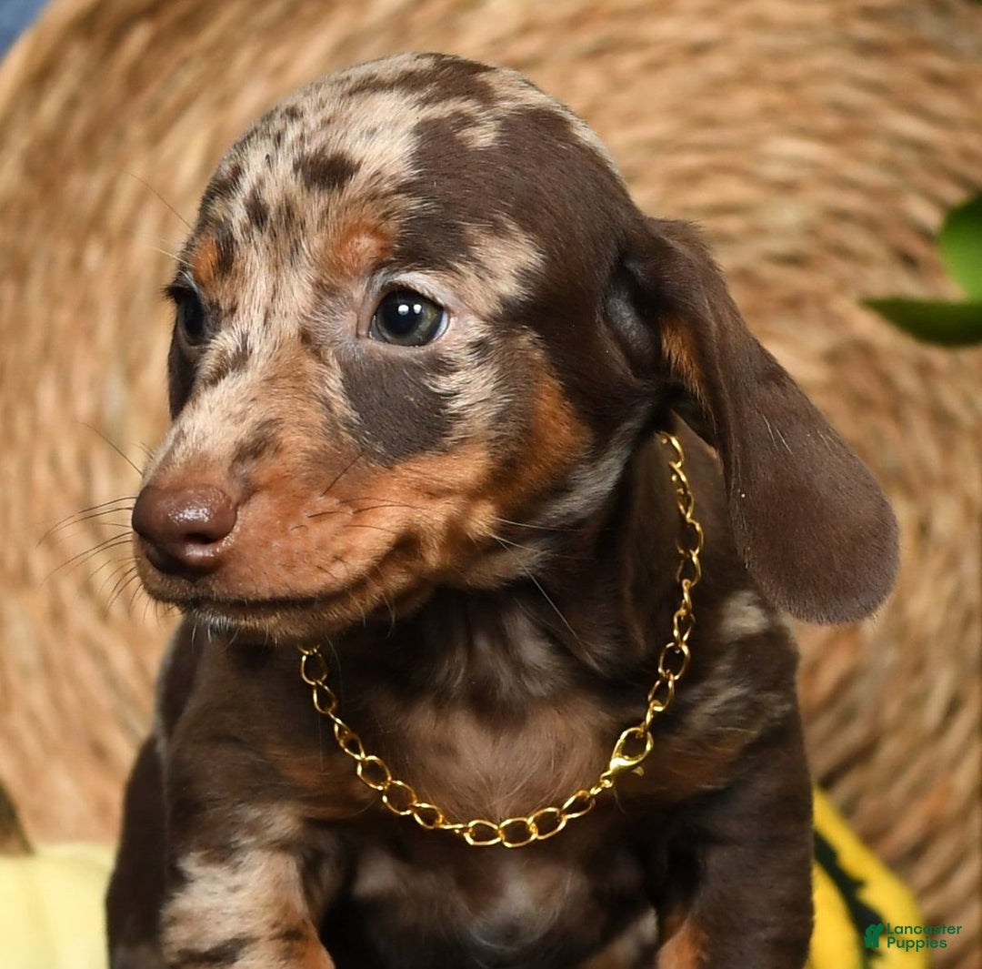 Miniature Dachshund dogs for sale: Rocky - Ad 11
