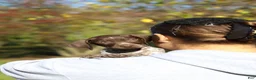 German Shorthaired Pointer dogs for sale: Annie - Ad 7
