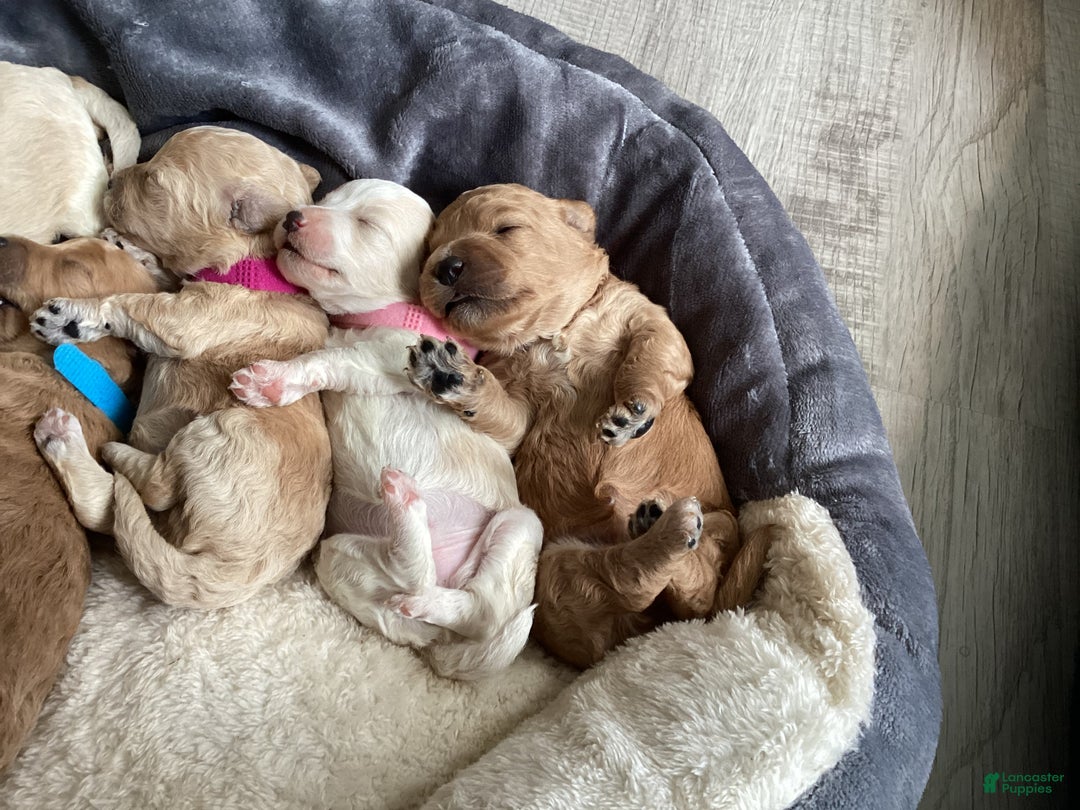 Mixed Breed dogs for sale: Willow - Ad 2