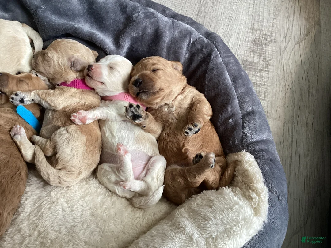 Mixed Breed dogs for sale: Willow - Ad 2