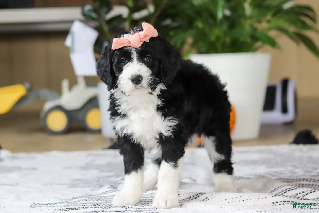 Bernedoodle dogs for sale: Julia - Ad 5