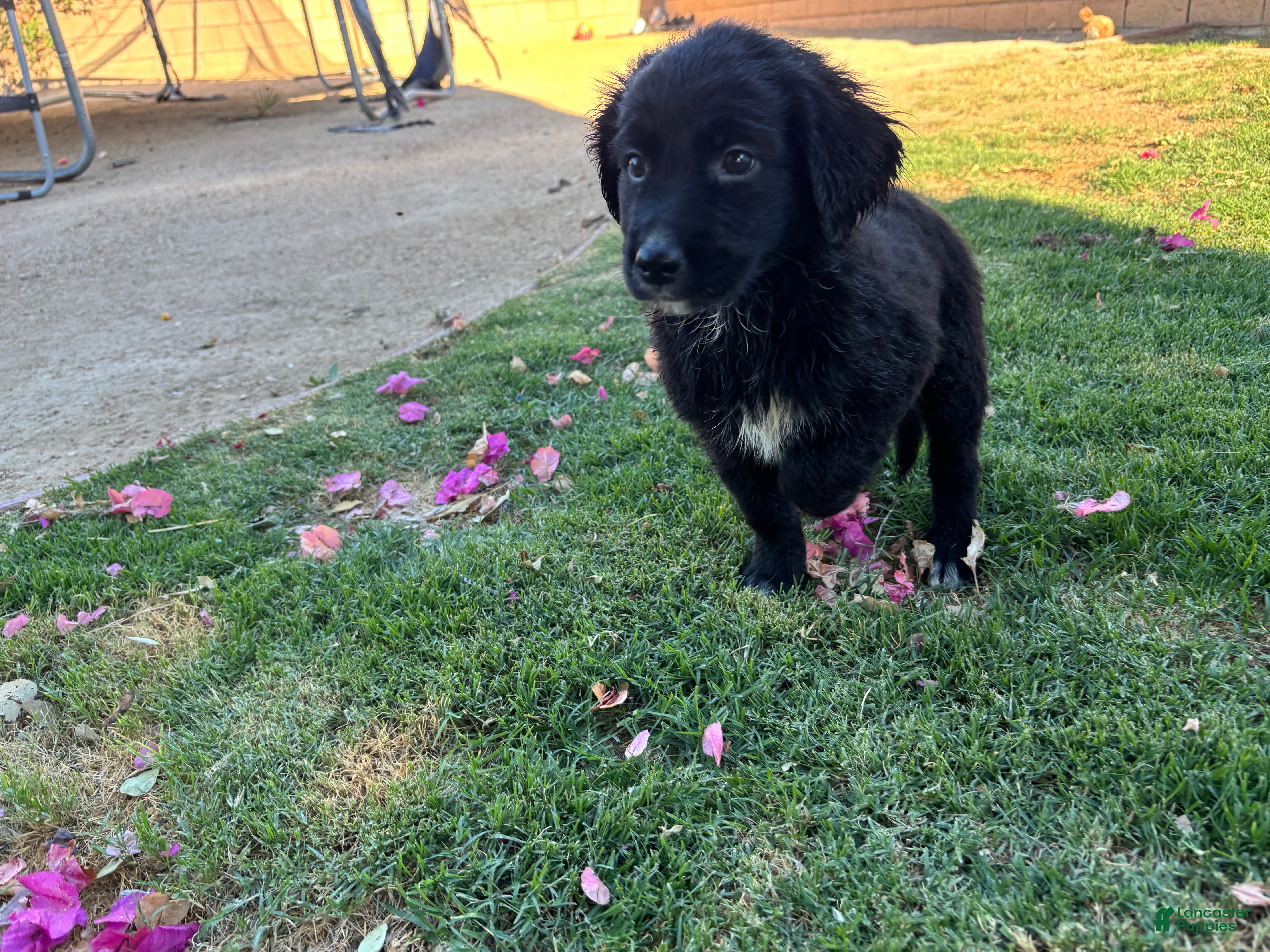 Mixed Breed dogs Mixed Breed Puppy 1 - Ad 19