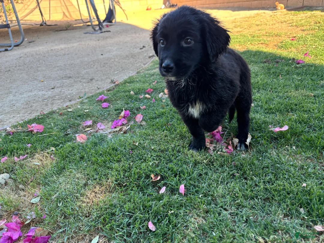 Mixed Breed dogs for sale: Mixed Breed Puppy 1 - Ad 1