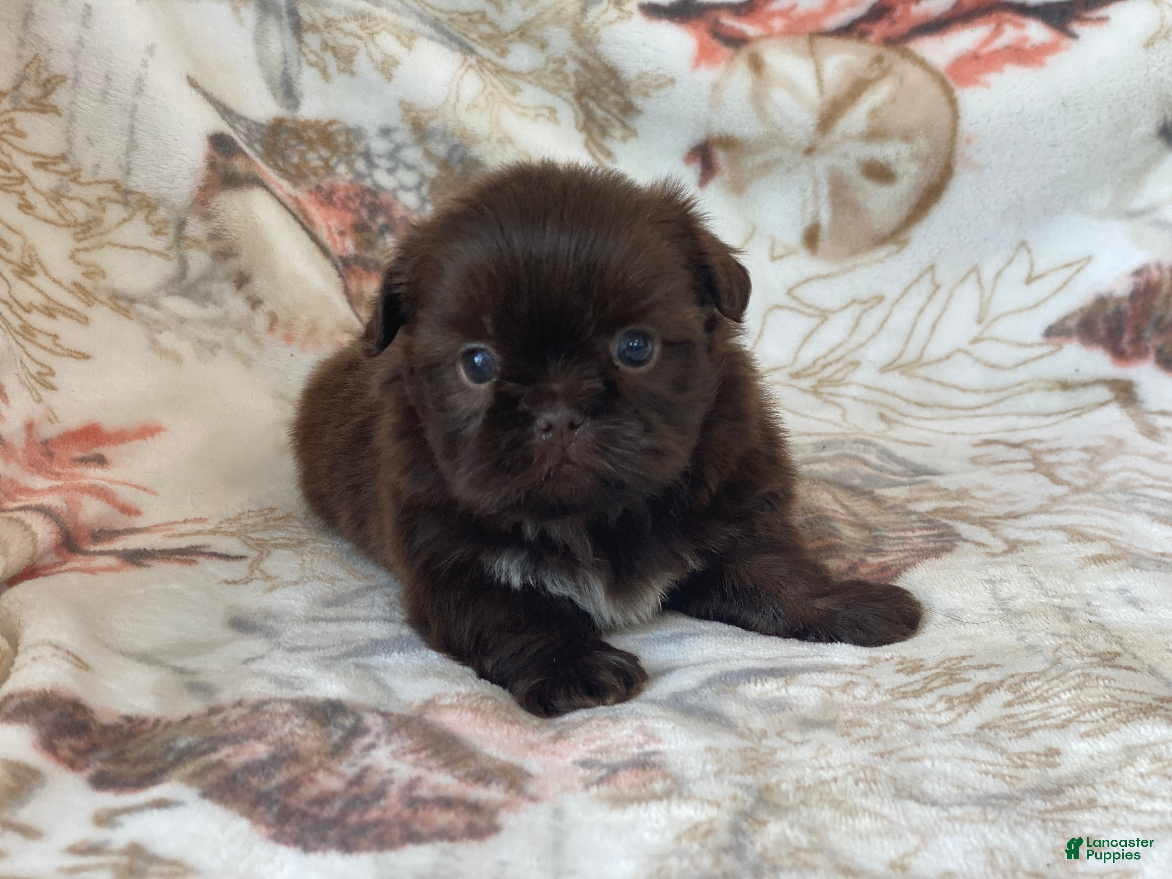 Shih Tzu dogs Mocha - Ad 2