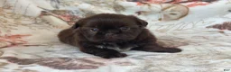 Shih Tzu dogs for sale: Mocha - Ad 2