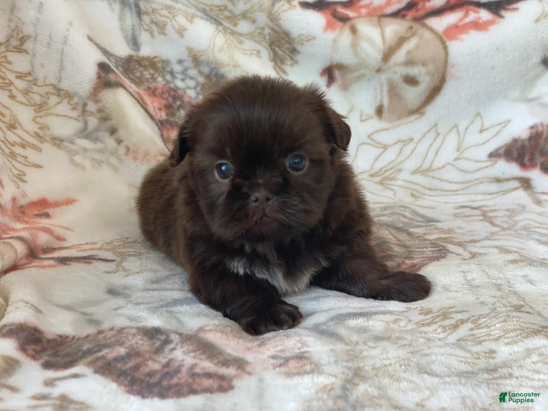 Shih Tzu dogs for sale: Mocha - Ad 2