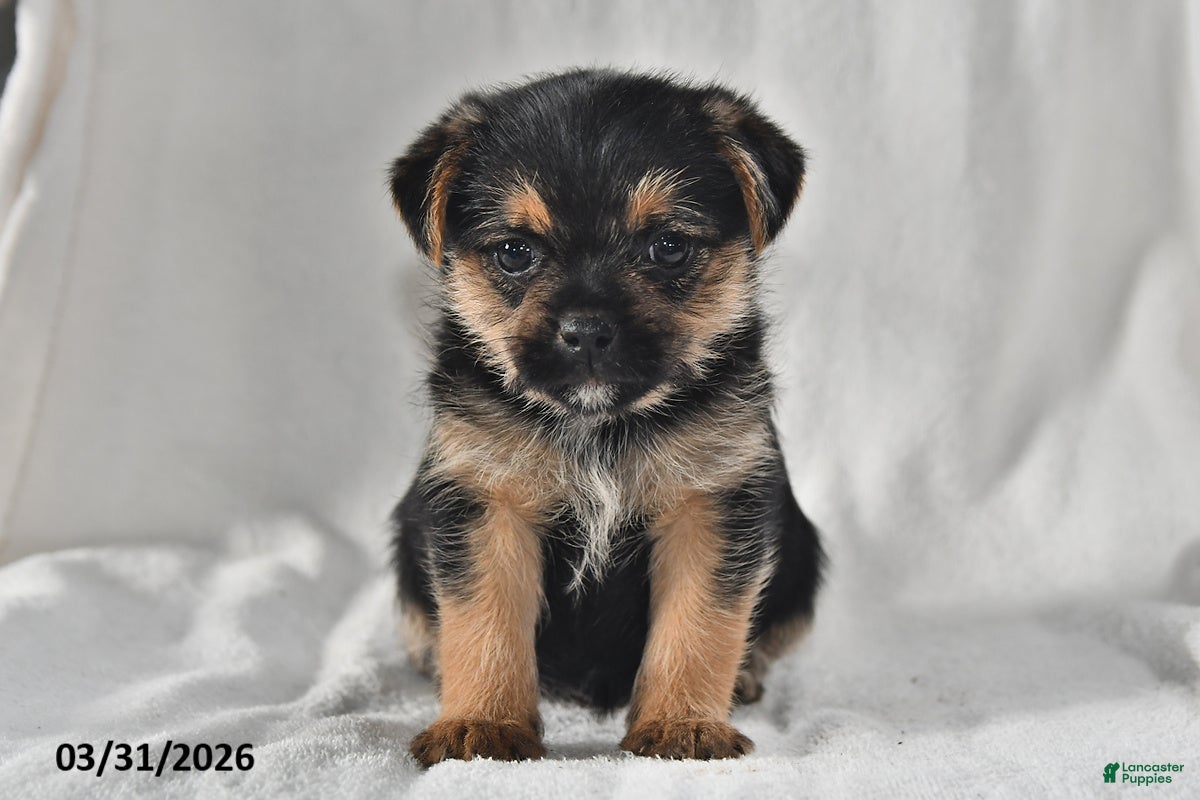 Mixed Breed dogs Lacey - Ad 2