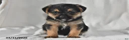 Mixed Breed dogs for sale: Lacey - Ad 2