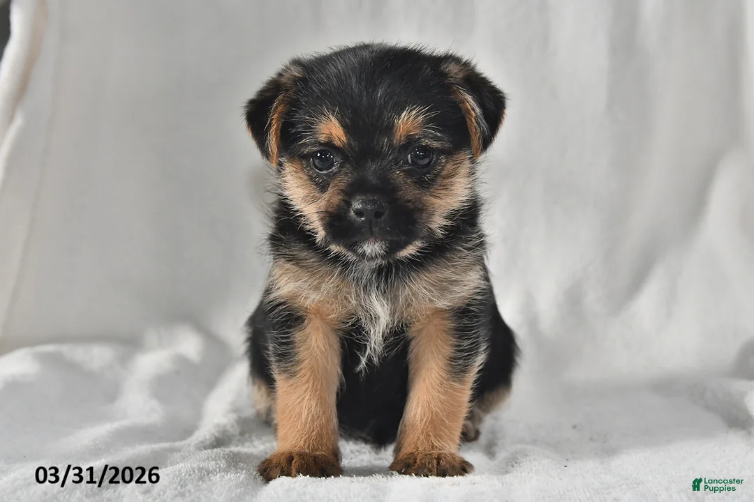 Mixed Breed dogs for sale: Lacey - Ad 2