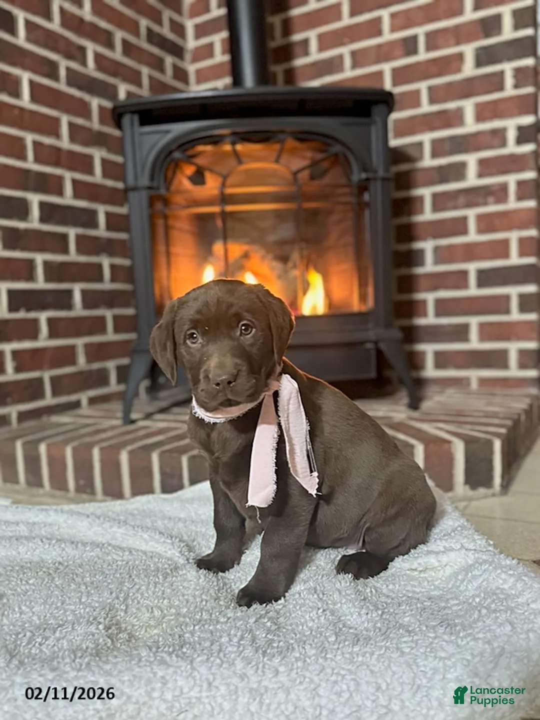 Labrador Retriever dogs for sale: Belle - Ad 2