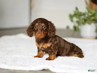 Miniature Dachshund dogs for sale: Cooper - Ad 2