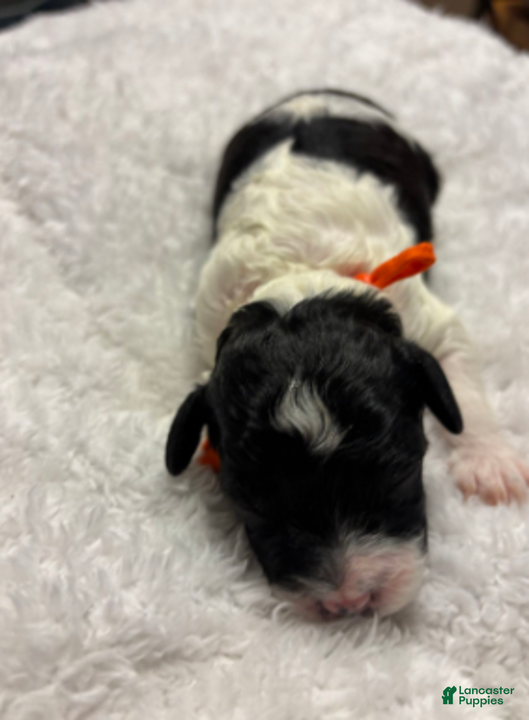 Cavapoo dogs for sale: Nick - Ad 8