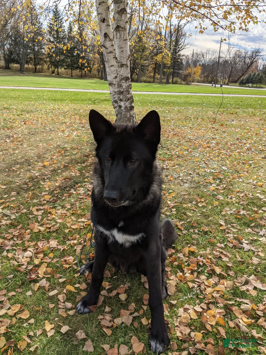 Mixed Breed dogs for sale: Otter - Ad 4