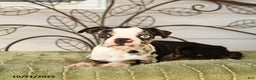 Boston Terrier dogs for sale: Derek - Ad 2