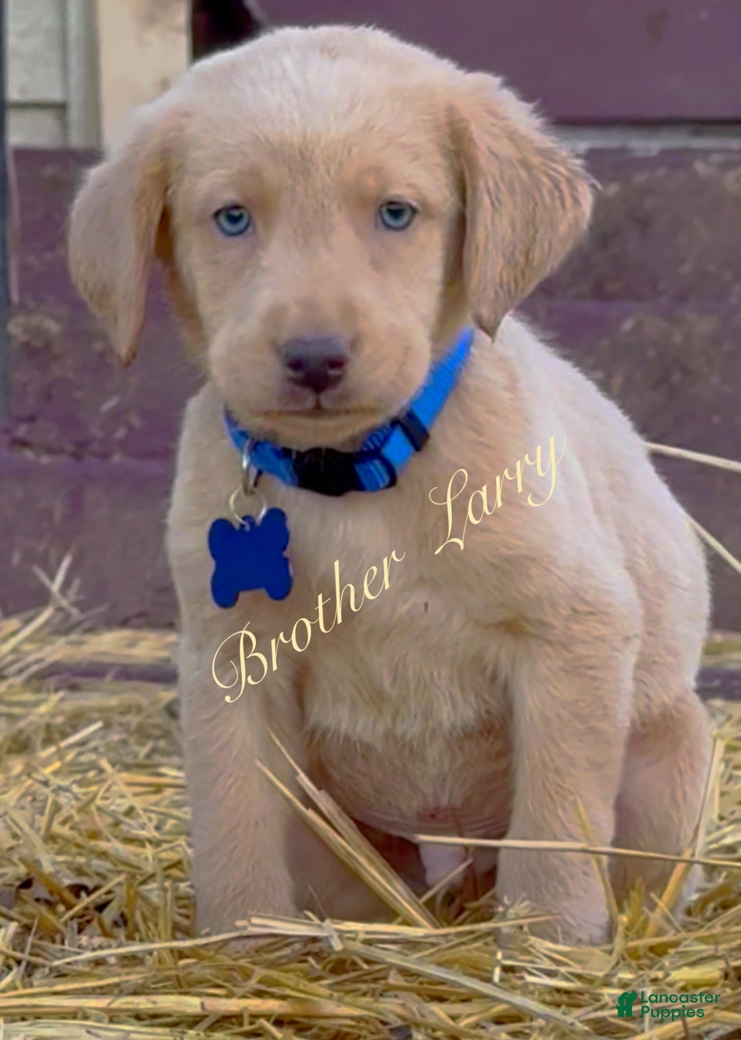 Labrador Retriever dogs for sale: Labrador Retriever Puppy 2 - Ad 2