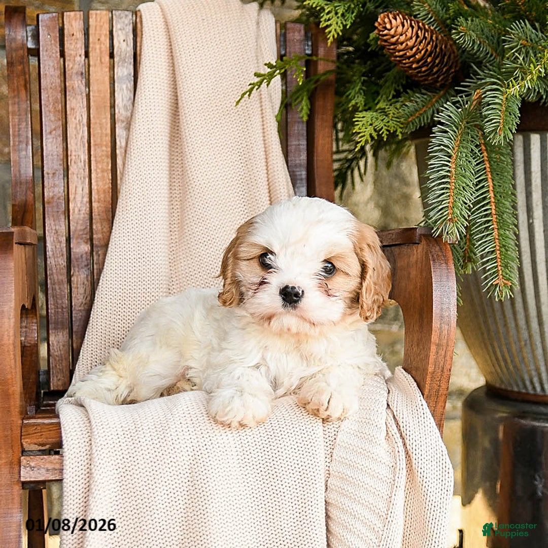 Cavapoo dogs for sale: Cookie - Ad 4