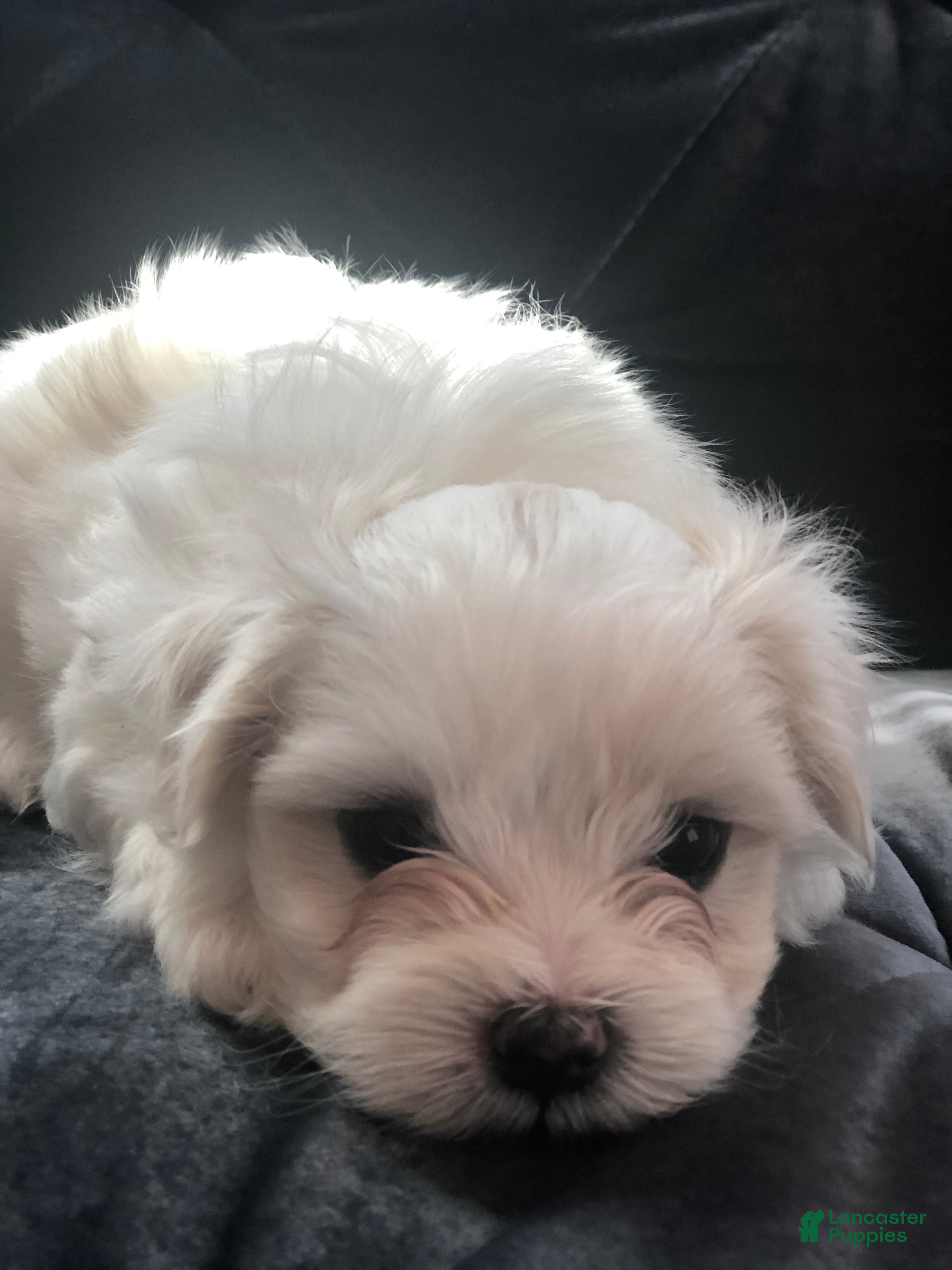 Maltese dogs Tobi - Ad 1