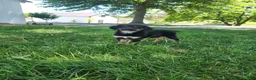 Mixed Breed dogs for sale: Buster  - Ad 4