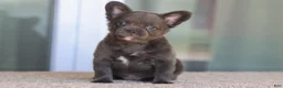French Bulldog dogs for sale: French Bulldog Girl 2 - Ad 3
