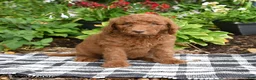 Goldendoodle dogs for sale: Ruby - Ad 4
