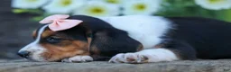Beagle dogs for sale: Cleo 🌸 - Ad 17