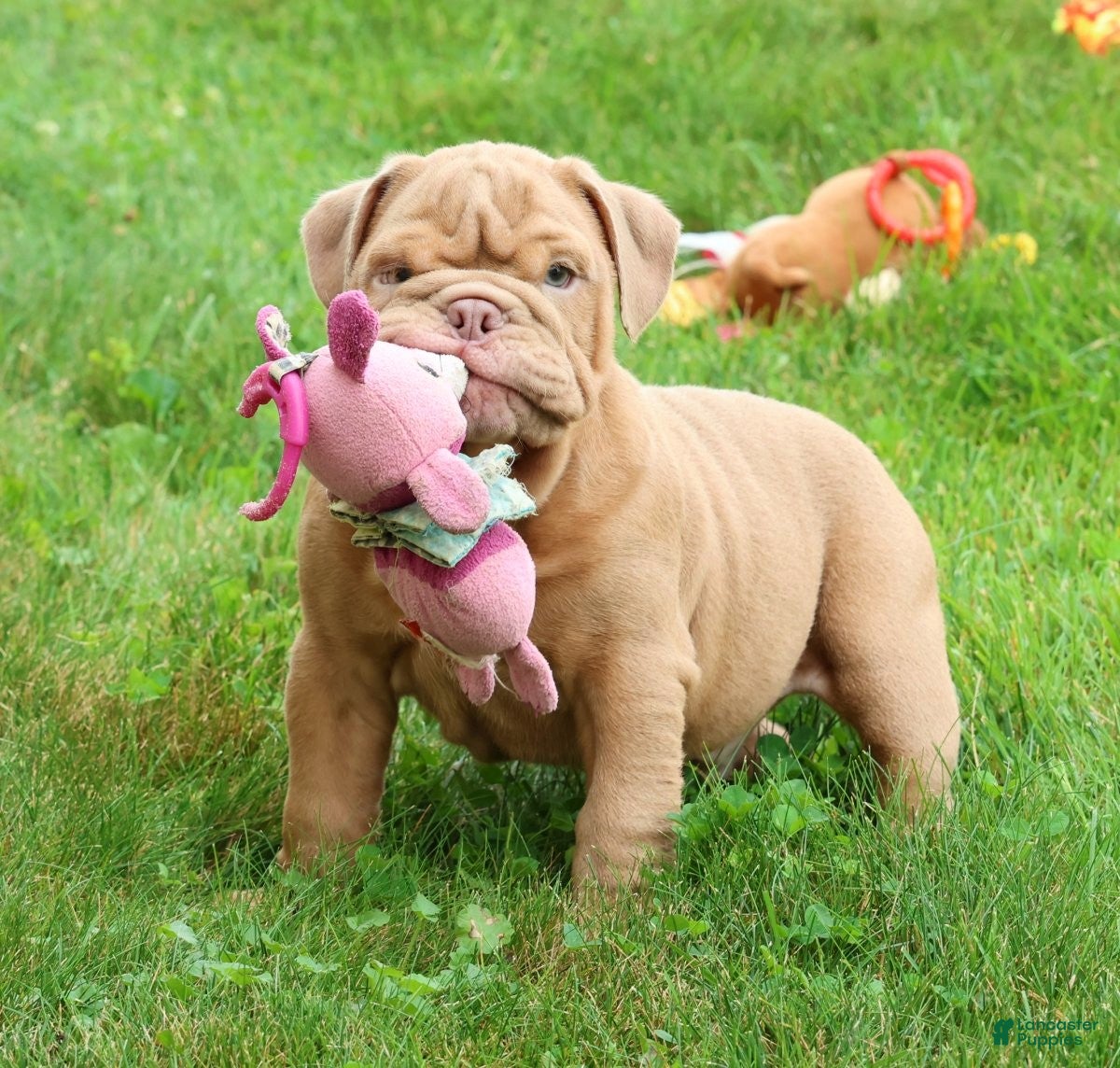 English Bulldog dogs Stuart - Ad 1