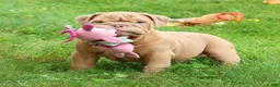 English Bulldog dogs for sale: Stuart - Ad 1