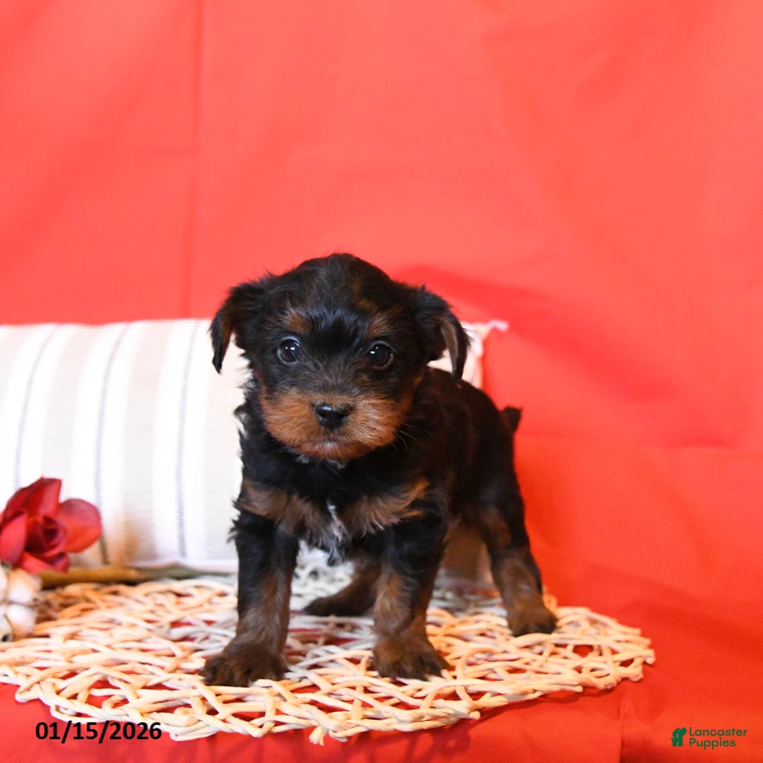 Yorkiepoo dogs for sale: Rem - Ad 2