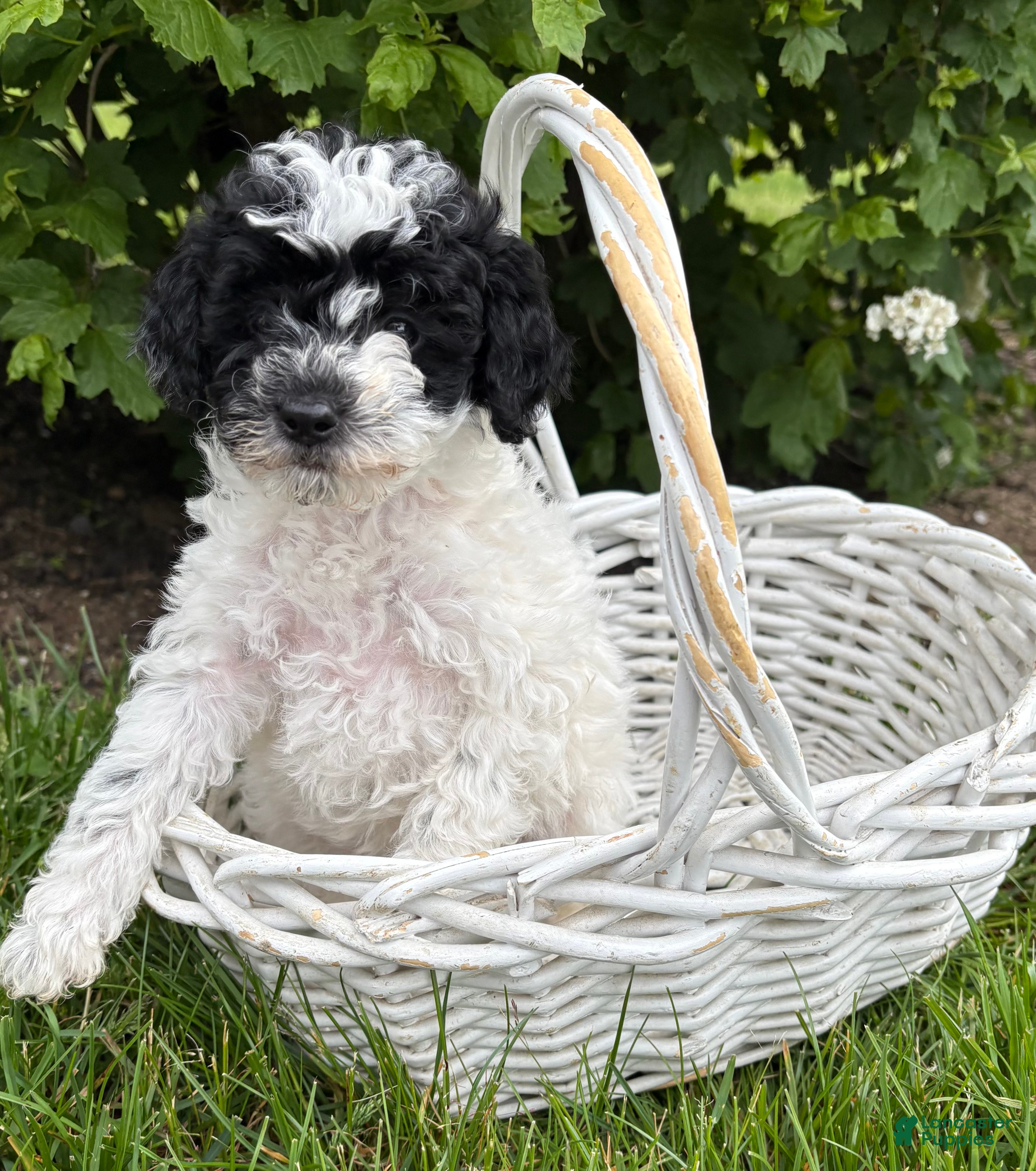 Miniature Poodle dogs Poppy - Ad 1