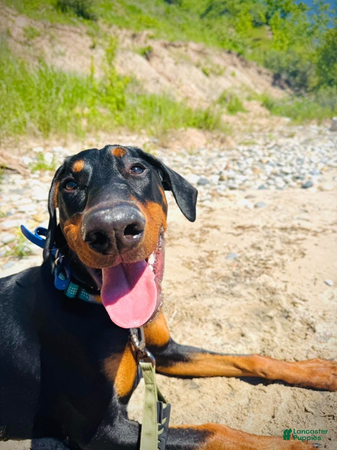 Doberman Pinscher dogs Doberman Pinscher 1 - Ad 2