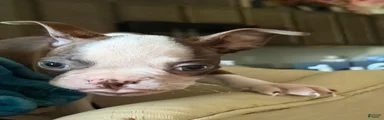 Boston Terrier 3