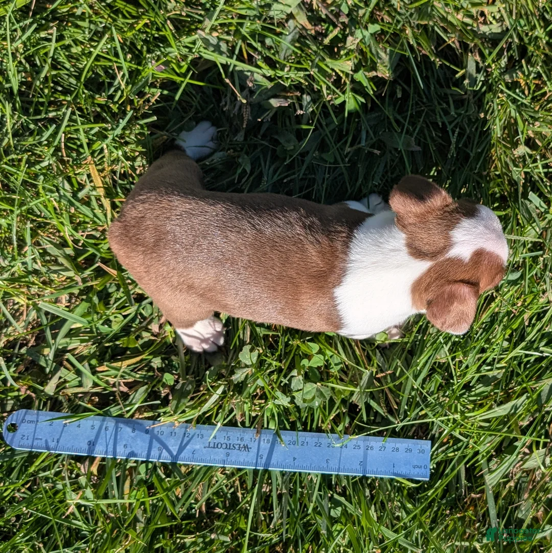 Boston Terrier dogs for sale: Cherry - Ad 10