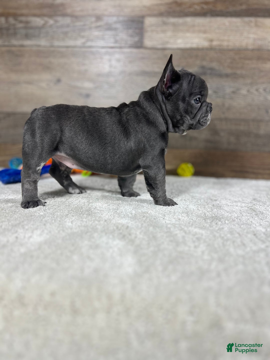 French Bulldog dogs for sale: Louie - Ad 2