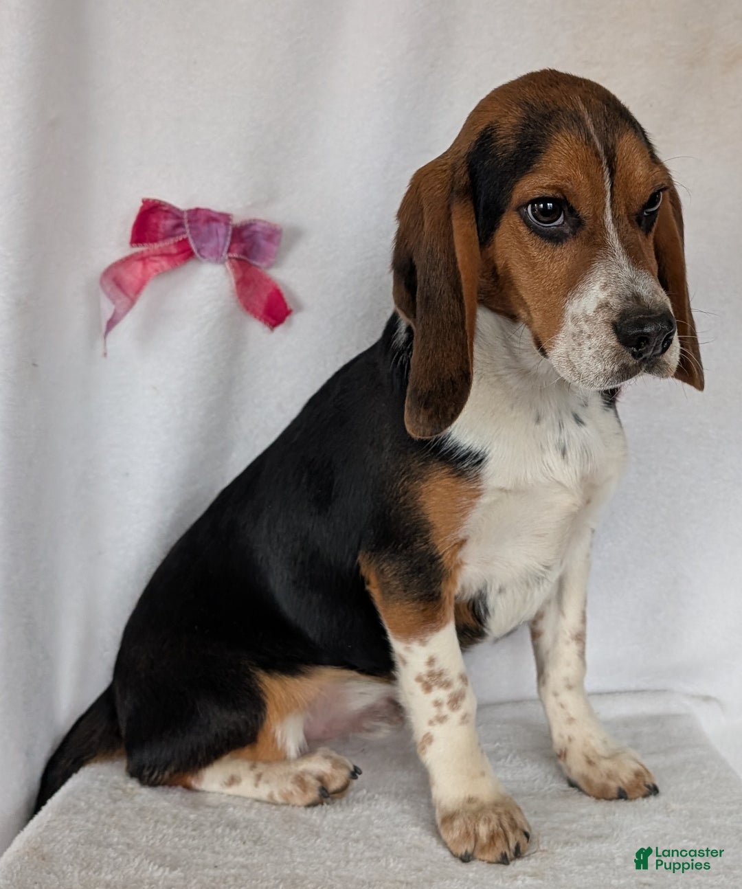 Beagle dogs for sale: Ross - Ad 10