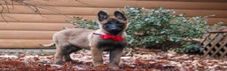 Belgian Malinois dogs for sale: Halo - Ad 10