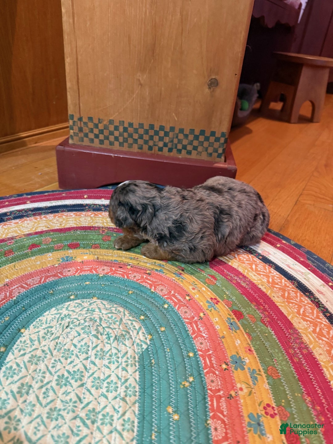 Mini Bernedoodle dogs for sale: Oakley - Ad 5