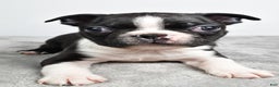 Boston Terrier dogs for sale: Jackson - Ad 4