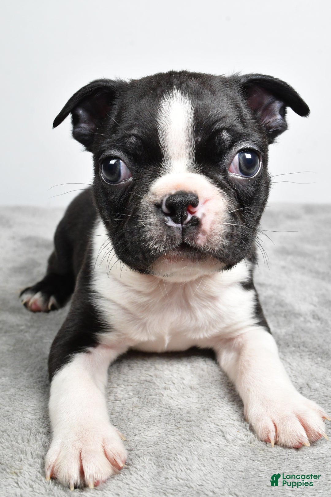 Boston Terrier dogs for sale: Jackson - Ad 4