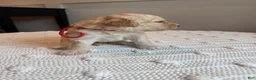 Mixed Breed dogs for sale: Biscuit - Ad 3