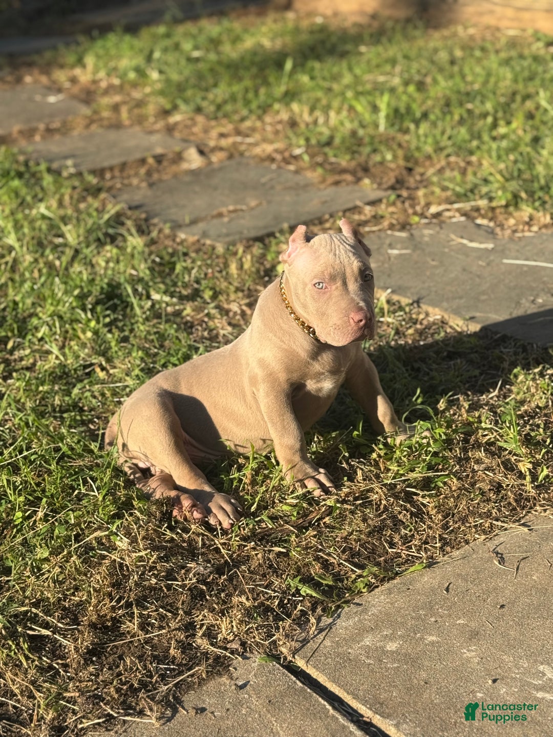 American Bully dogs for sale: Rambo - Ad 2