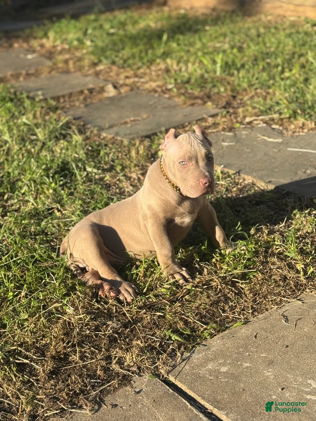 American Bully dogs for sale: Rambo - Ad 3