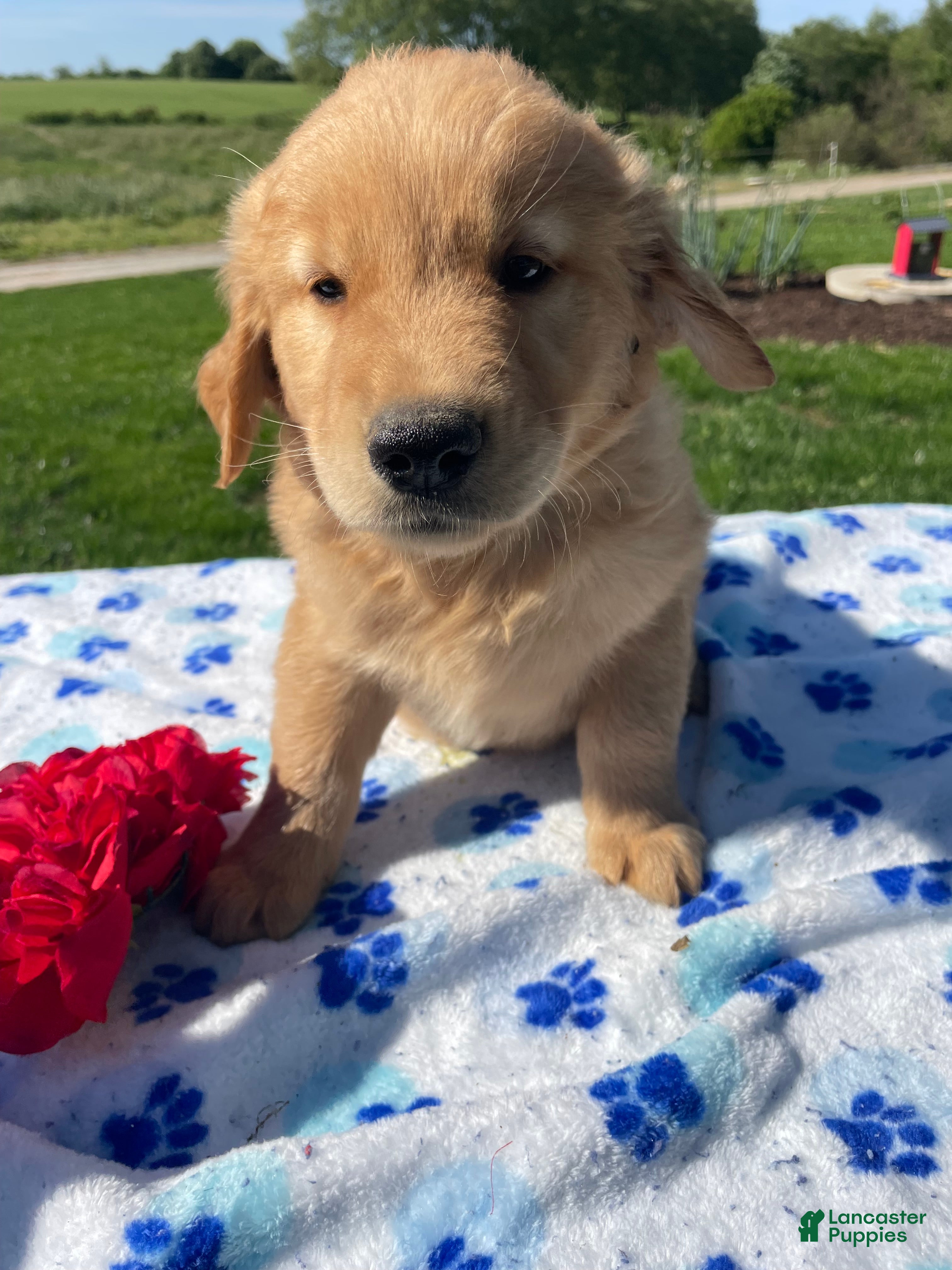 Golden Retriever dogs Rocky - Ad 17