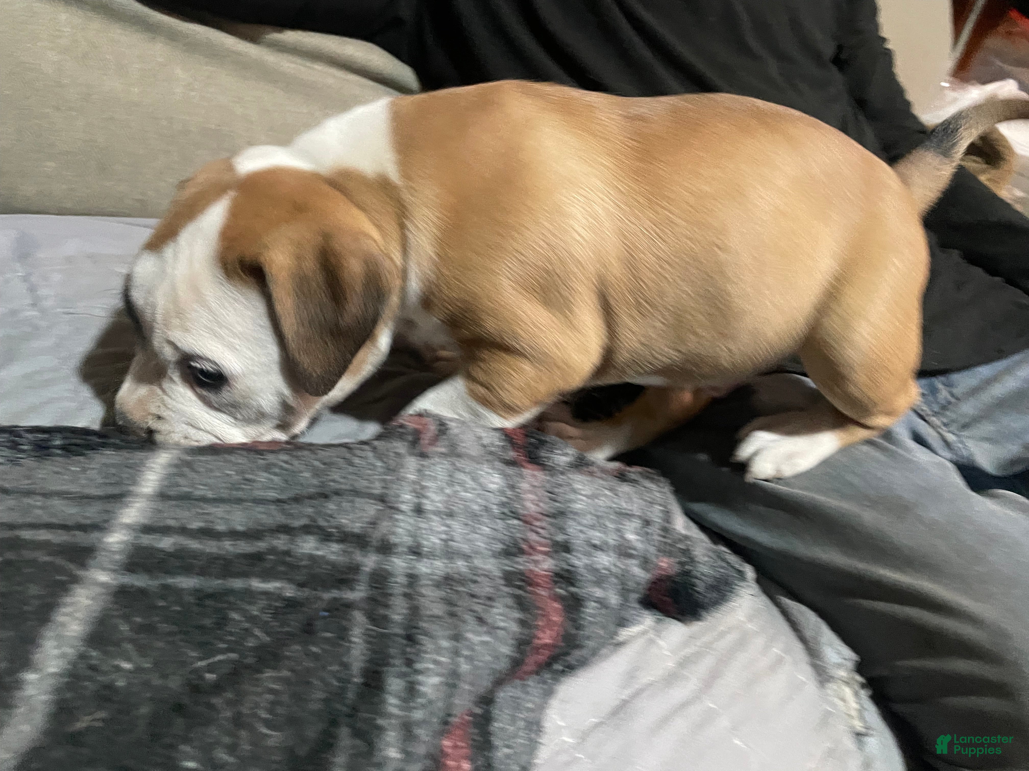 American Bully dogs Male #2 - Ad 2