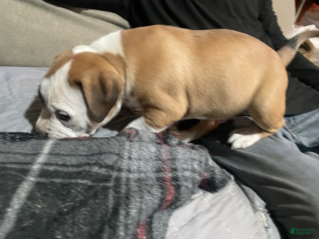American Bully dogs for sale: Male #2 - Ad 2