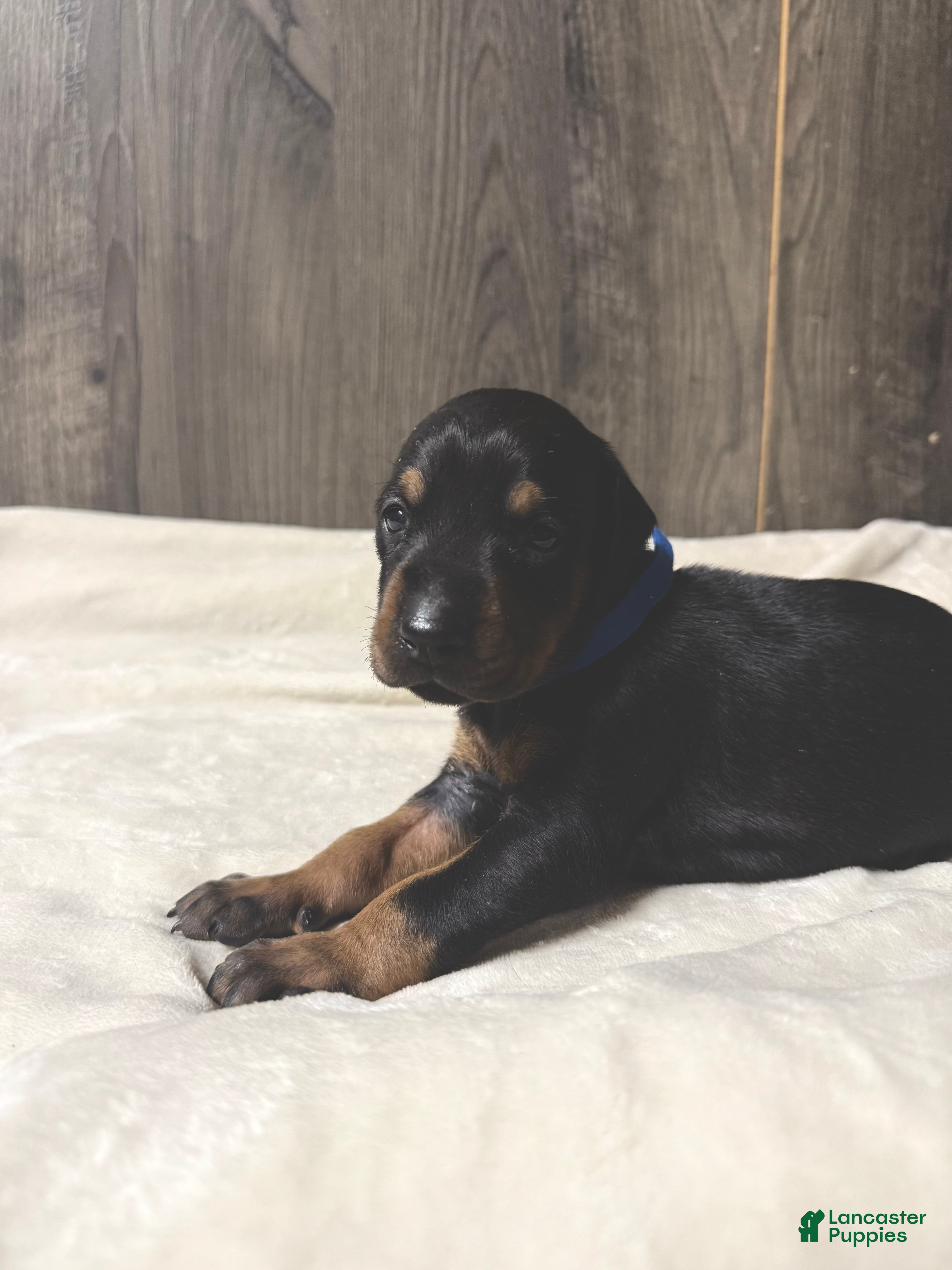 Doberman Pinscher dogs Jett - Ad 2