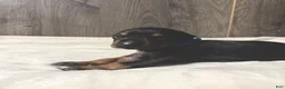 Doberman Pinscher dogs for sale: Jett - Ad 2